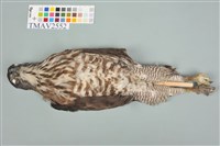 鳳頭蒼鷹藏品圖，第3張